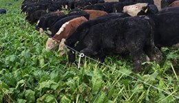Devon: Grazing fodder beet for cattle & integrating it into a mixed farming system